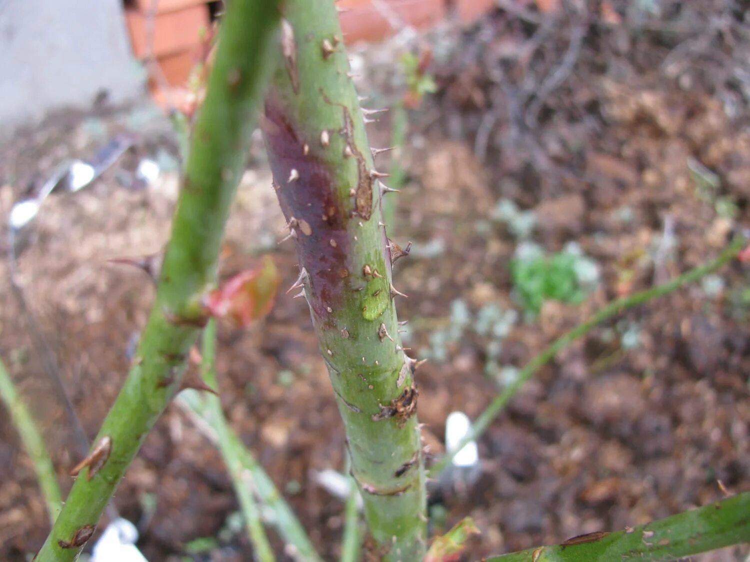 фузариоз кизильника.