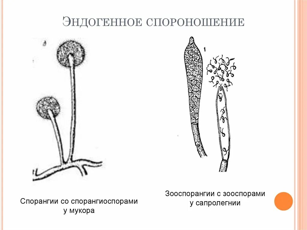 Споры бесполого спороношения грибов. Спороношение бесполое размножение. Зооспорангий с зооспорами грибы. Спорангий спорангиоспорами. Формирования спорангиев