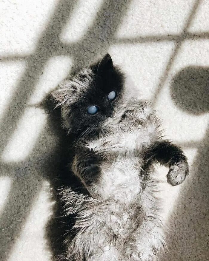 Кот ослеп. Котенок ослеп. слепые котята. слепая кошечка.