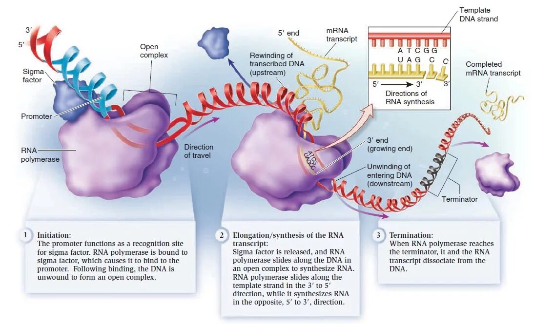 Сигма фактор. DNA Transcription. RNA polymerase супервитки ДНК. ДНК полимераза Сигма. ДНК полимераза Эпсилон.