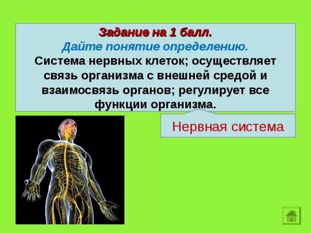 Нервные связи функции. Нервная система человека. Нервная система презентация. Нервы человека. Нервная система определение.