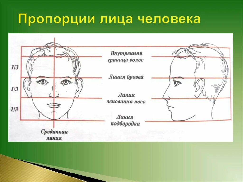 Найдутся какое лицо. Пропорции лица. Образ человека лицо. Пропорции лица в ФАС. Вспомогательные линии лица.