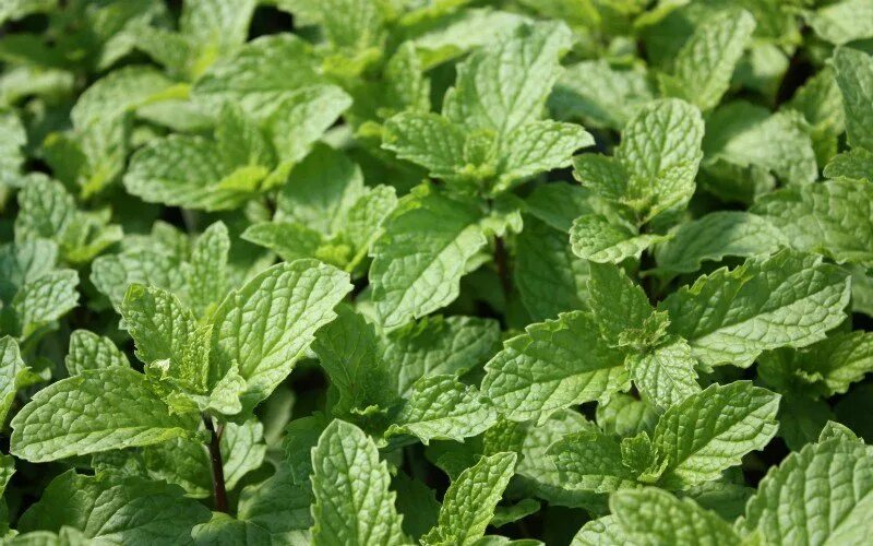 Сорт мохито. Мята марокканиш минце. mentha mojito.. мята мохито минце. мята водная марокканиш минце.