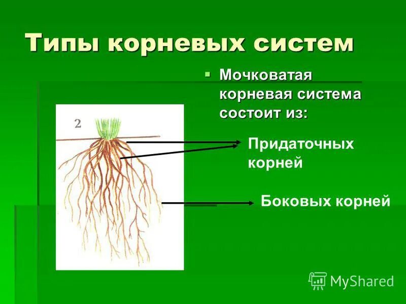 Особенности мочковатой корневой