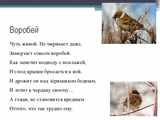 Сочинение про воробья. Сочинение на тему Воробей. Рассказ про воробья. Описание воробья. Воробей воробьи 2 класс русский язык