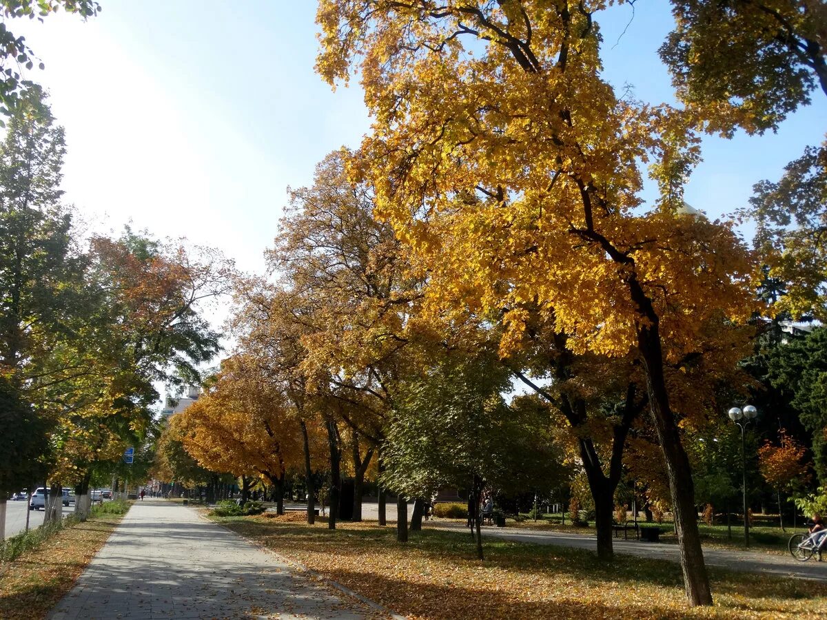 ростов на дону набережная осенью. пушкинская улица ростов-на-дону. осенний ростов. осенний парк ростов-на-дону на киргизской. пушкинская улица в ростове на дону осенью.