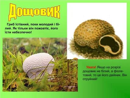 Дождевик съедобный или нет