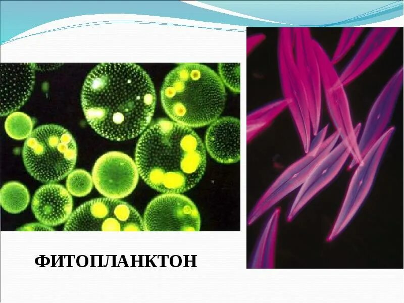 Фитопланктон виды. Фитопланктон водоросли. Фитопланктон зеленые водоросли. Биоиндикация фитопланктон. Планктон фото.