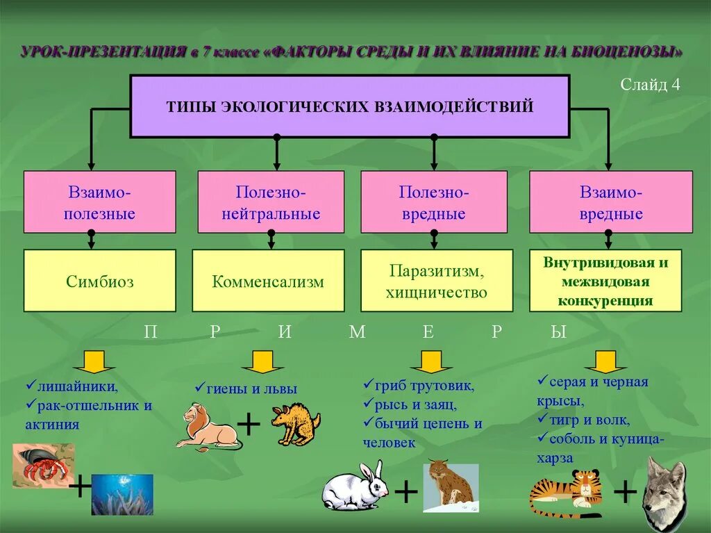 Разделите типы взаимоотношений организмов на соответствующие группы. Факторы среды биология 7 класс. Экология взаимоотношений организмов. Экологические факторы. Экологические взаимосвязи.