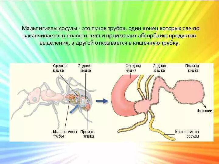 Какой класс имеет мальпигиевы сосуды. Функция мальпигиевых сосудов у насекомых. Мальпигиевые сосуды строение. Выделение мальпигиевы сосуды. Органы выделения мальпигиевы сосуды.