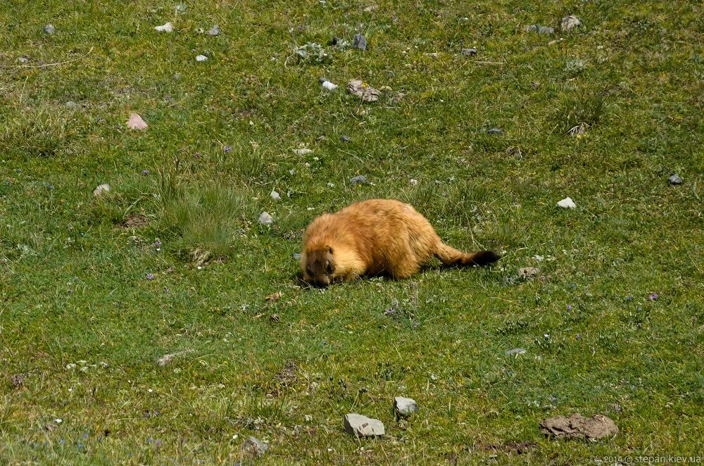 рыжий попался