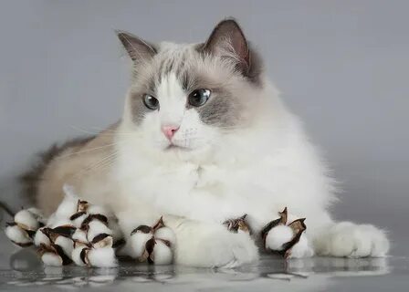 Рэгдоллы кошки