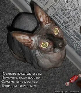 Когда так говорят извините пожалуйста спасибо