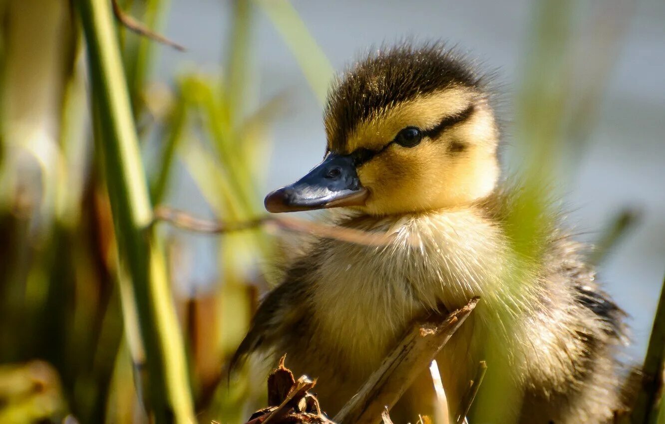 Good duck. Утята. Утка. Уточки живые утята. Утка птица.