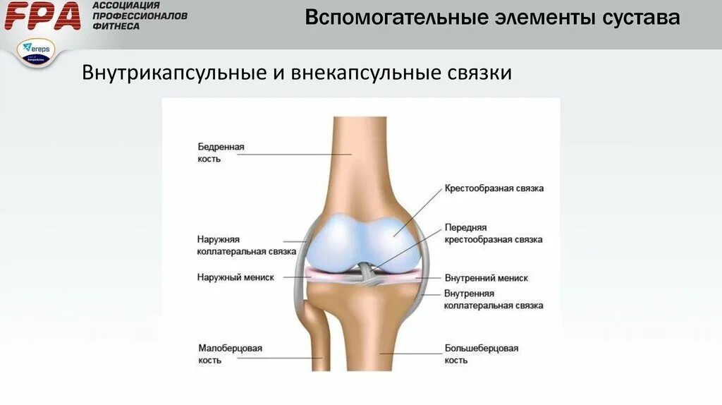 Всмопогательные элементв сус. Вспомогательные элементы коленного сустава. Дополнительные элементы сустава. Вспомогательный компонент сустава. Назовите вспомогательные элементы сустава.