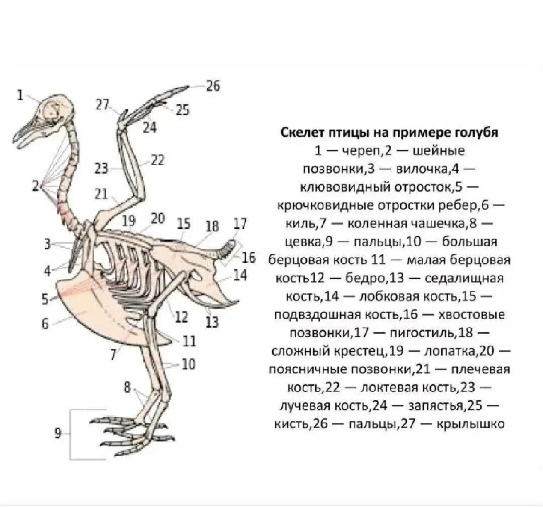 Особенности шейных позвонков птиц. Строение скелета сизого голубя. Строение скелета курицы схема. Скелет птицы на примере голубя. Строение кости скелета птицы.