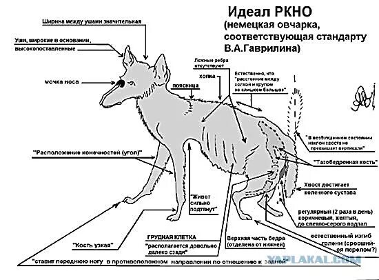 Как правильно выбрать немецкую овчарку