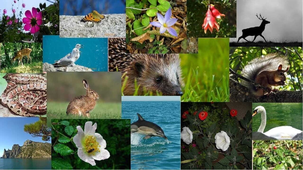 На разнообразие флоры и фауны влияют. Многообразие природы. Животный мир Крыма.