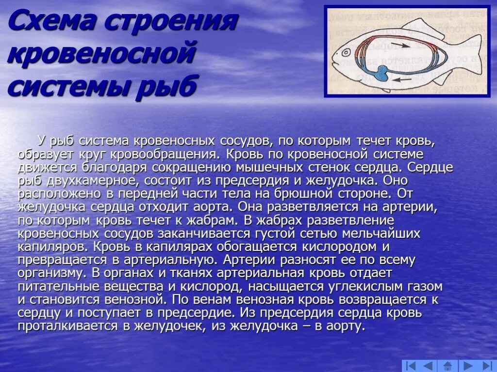От жабр у рыб течет. Артериальная кровь у рыб. какая кровь течет у рыб. кровеносная система рыб сердце. в сердце рыб течет кровь.