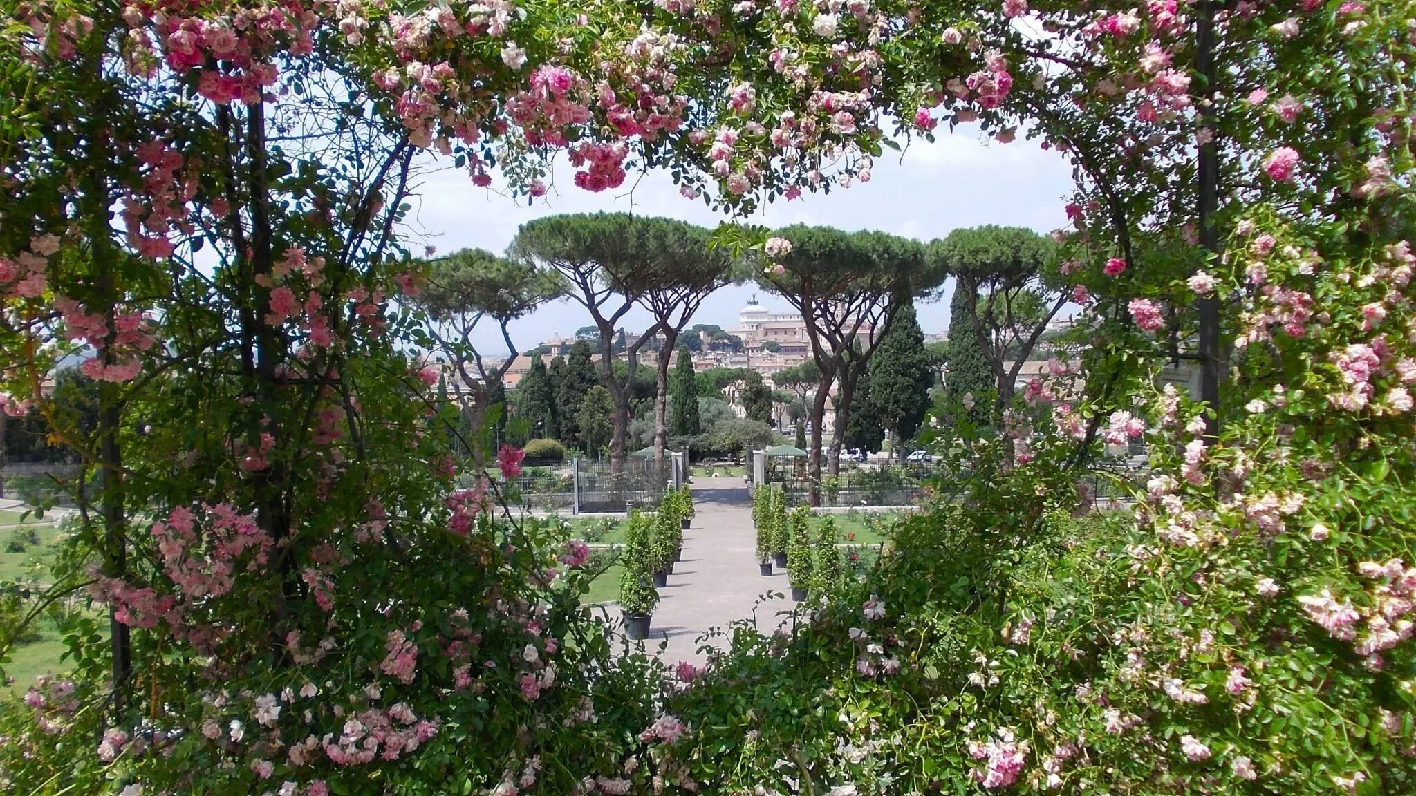 Розы в древнем риме. Авентинский холм в Риме розарий. Апельсиновые сады (giardinodegliaranci или Parco Savello). Апельсиновый сад в Риме. Живописный апельсиновый сад Рим.