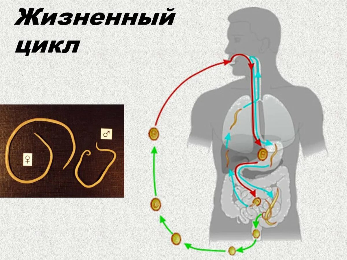 Аскарида человеческая жизненный цикл. Схема развития аскариды. Жизненный цикл аскариды человеческой. Жизненный цикл глистов. Схема развития человеческой аскариды.