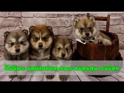 Шпица учит китайский язык