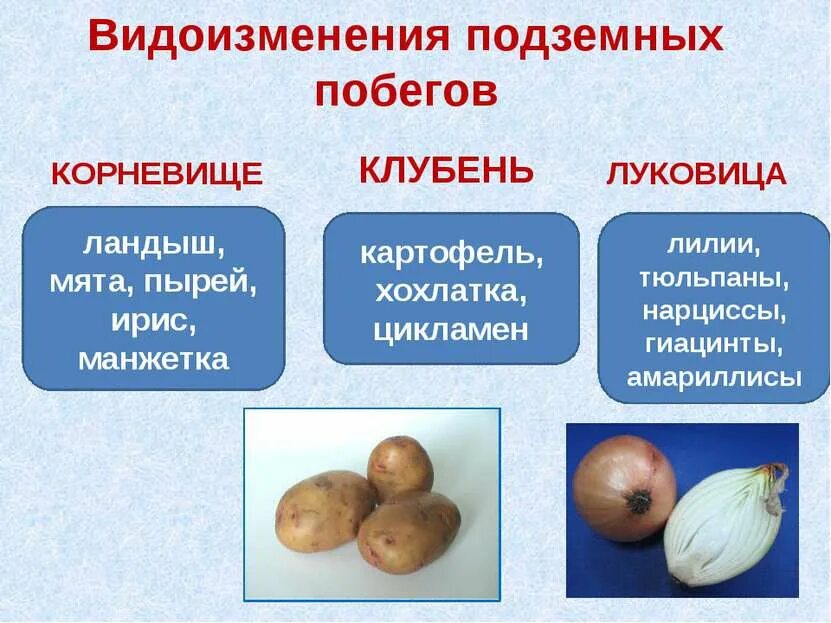 Чем отличается луковица от корневища. Строение видоизмененных побегов корневище луковица клубень. видоизменения подземных побегов картофеля корневища луковицы. видоизменения подземных побегов корневище клубень луковица. подземные видоизменённые побеги: луковица, корневище.