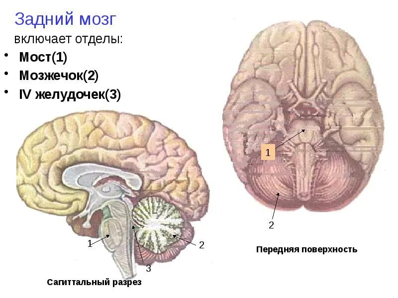 Задний мозг 4 желудочек. 4 Желудочек головного мозга анатомия. Строение мозга мозжечок мост. 4 Желудочек головного мозга анатомия мрт. Задний головной мозг включает