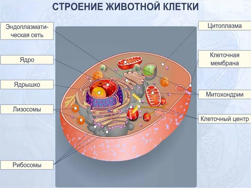 Строение 8. Строение животной клетки 7 класс биология. Строение клетки животных 8 класс. Состав животной клетки 5 класс биология. Строение живой клетки биология.