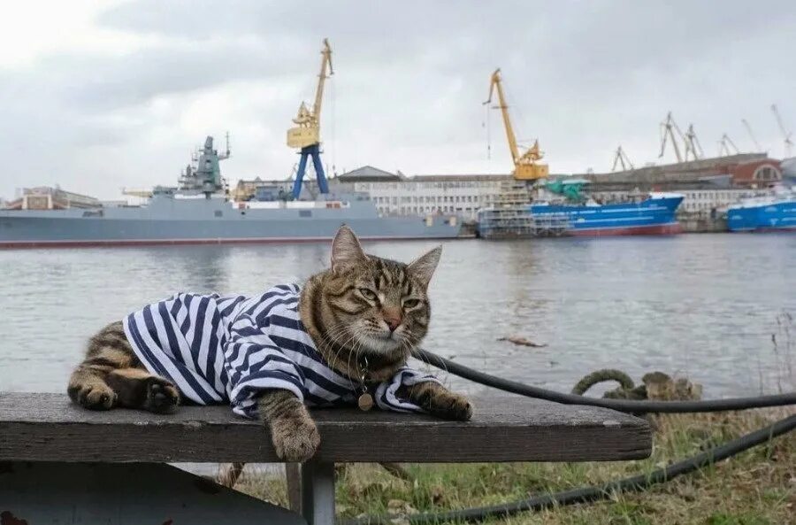 Кот матрос Северная верфь. Кот моряк. Кот в тельняшке. Лучшая кошка россии