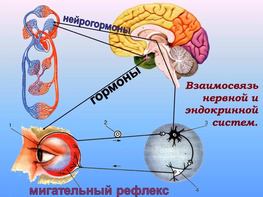 Нервная регуляция эндокринной системы. Взаимосвязь нервной и эндокринной систем. Эндокринная система и нервная система. Строение нервной и эндокринной системы. Гормон центральной нервной системы