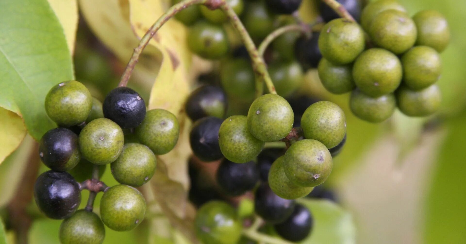 Амурский бархат ягода и их применение. Амурский бархат ягоды. бархат уссурийский. phellodendron amurense. амурский бархат дерево плоды.