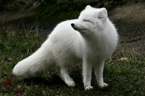 Arctic Fox (Vulpes lagopus) .