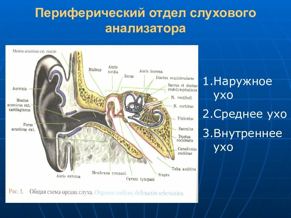 Отделы периферического отдела слухового анализатора. Строение периферического отдела слухового анализатора. Отдела слухового анализатора ухо. Структуры члухового анралищатора переферический. Отделы наружного среднего и внутреннего уха