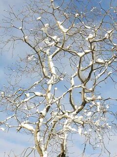Cover tree