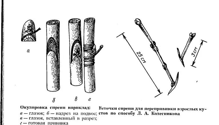 Прививка сирени. Сирень прививка окулировкой. Прививка сирени весной для начинающих. Сирень размножение прививкой. Размножение сирени окулировкой.