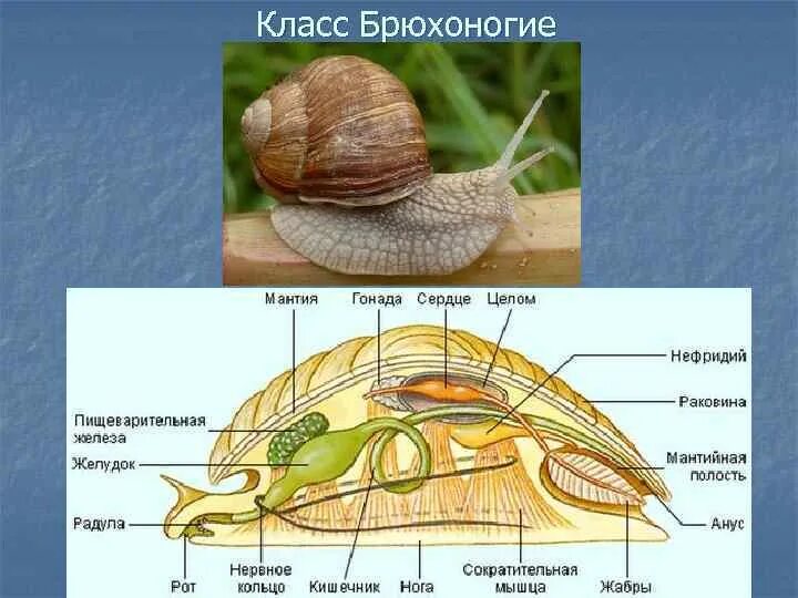 Внешнее строение раковины брюхоногого моллюска. Моллюсик дбрюхоногий нервная системы. Раковина двустворчатых и брюхоногих. Мантия и мантийная полость у брюхоногих. Отделы брюхоногих