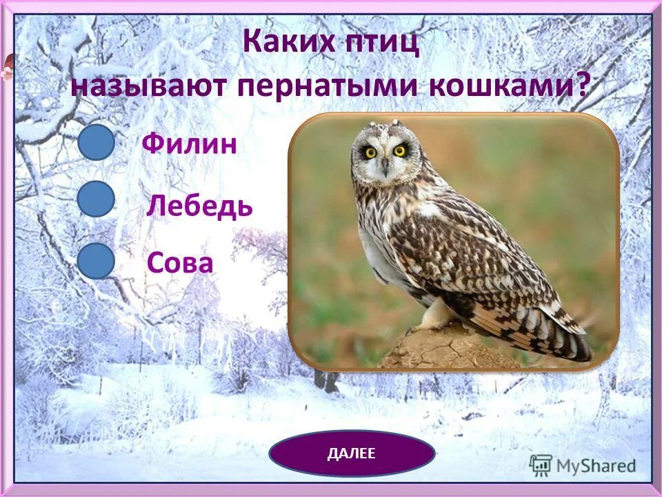 Какую птицу называют птица кошка. Птица издающая звук кошки. Какая птица летает бесшумно. Какую лесную птицу называют пернатой кошкой. Какую птицу называют лесной газетой.