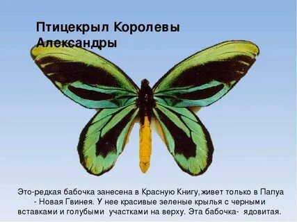 В честь кого назвали бабочку краба