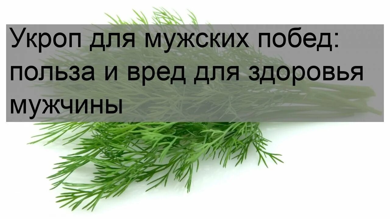 Укроп вред для организма. Мужчина укроп. Чем полезен укроп. Семена укропа для мужчин. Чем полезен укроп для мужчин.