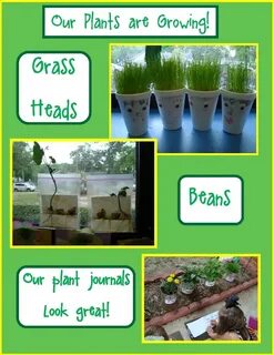 Plants journal