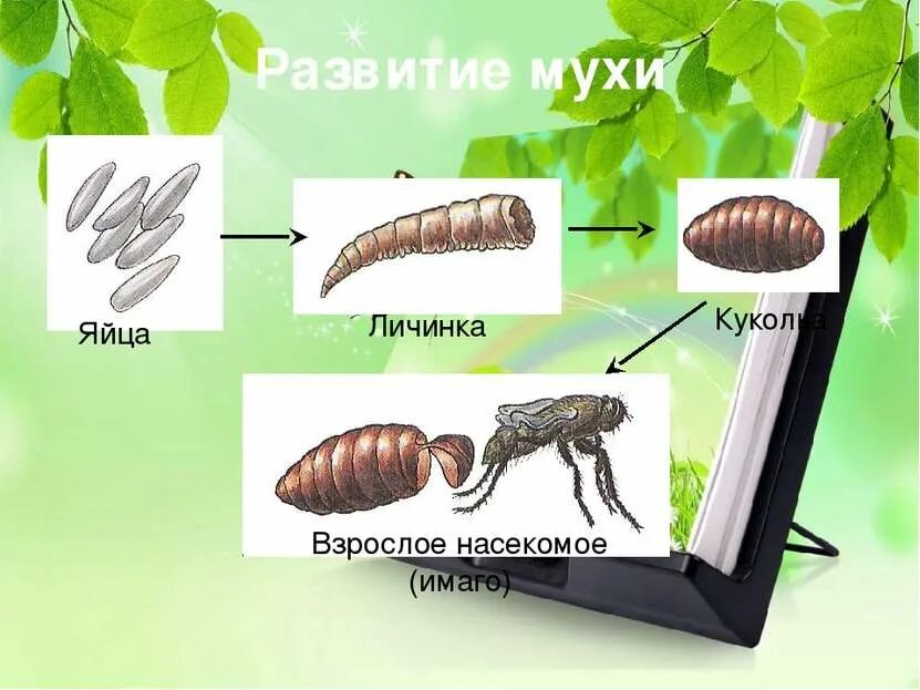 Стадии развития насекомых. Яйцо личинка куколка Имаго. Яйцо личинка Имаго(взрослая особь). Яйцо личинка личинка Имаго.