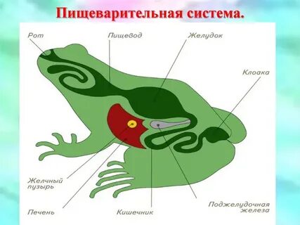 Особенности пищеварения у земноводных