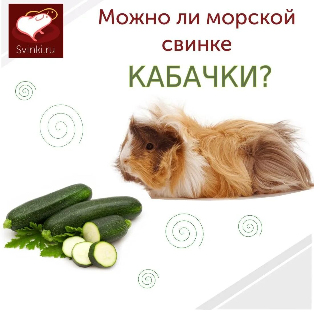 Какую траву нельзя кроликам. Как приготовить кабачки для первого прикорма ребенку 5 месяцев. Кабачки при грудном вскармливании. Как вводить кабачок в прикорм. Тыкву едят кролики.