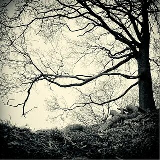Dream woods