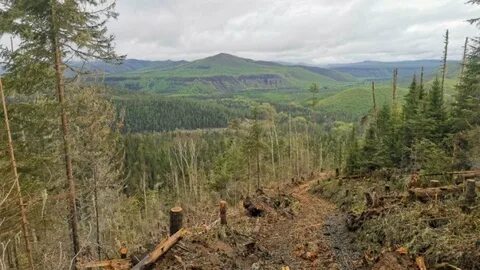 Лесное хозяйство хабаровского края