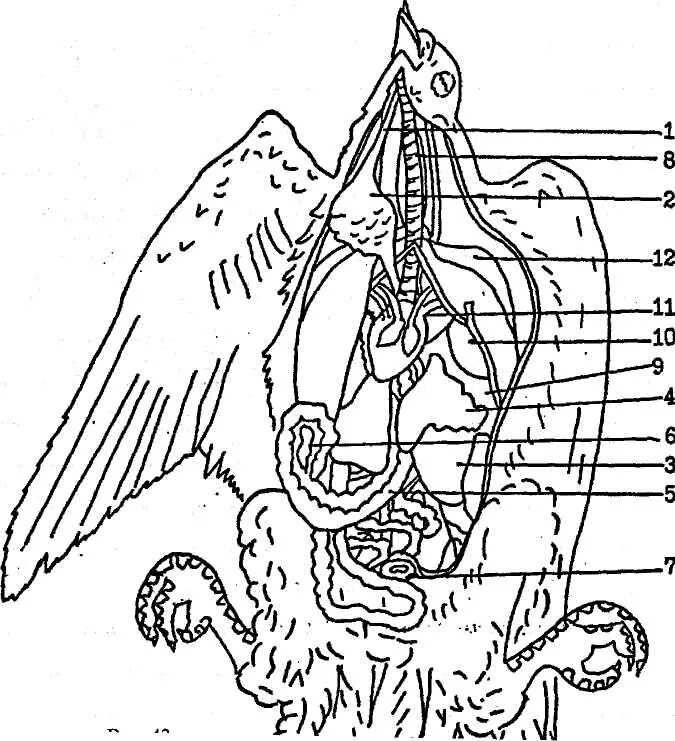 Топография внутренних органов перепела. Внутреннее строение птицы схема. Общая топография внутренних органов птицы. Внутреннее строение голубя (курицы). Внутреннее строение орла