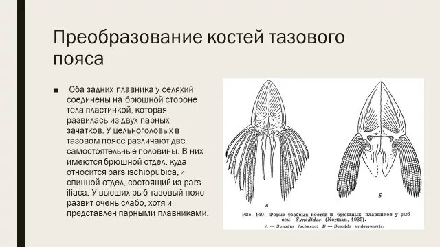 Ласты кита и роющие конечности крота. Эволюция конечностей у млекопитающих. Пояса конечностей млекопитающих. Эволюция передних конечностей у млекопитающих. Преобразование конечностей.