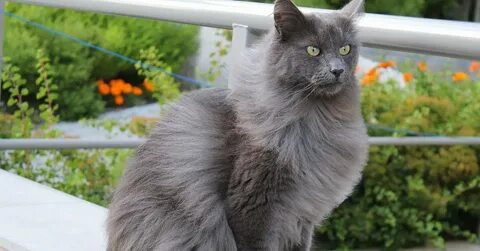 Коты дымчатого окраса