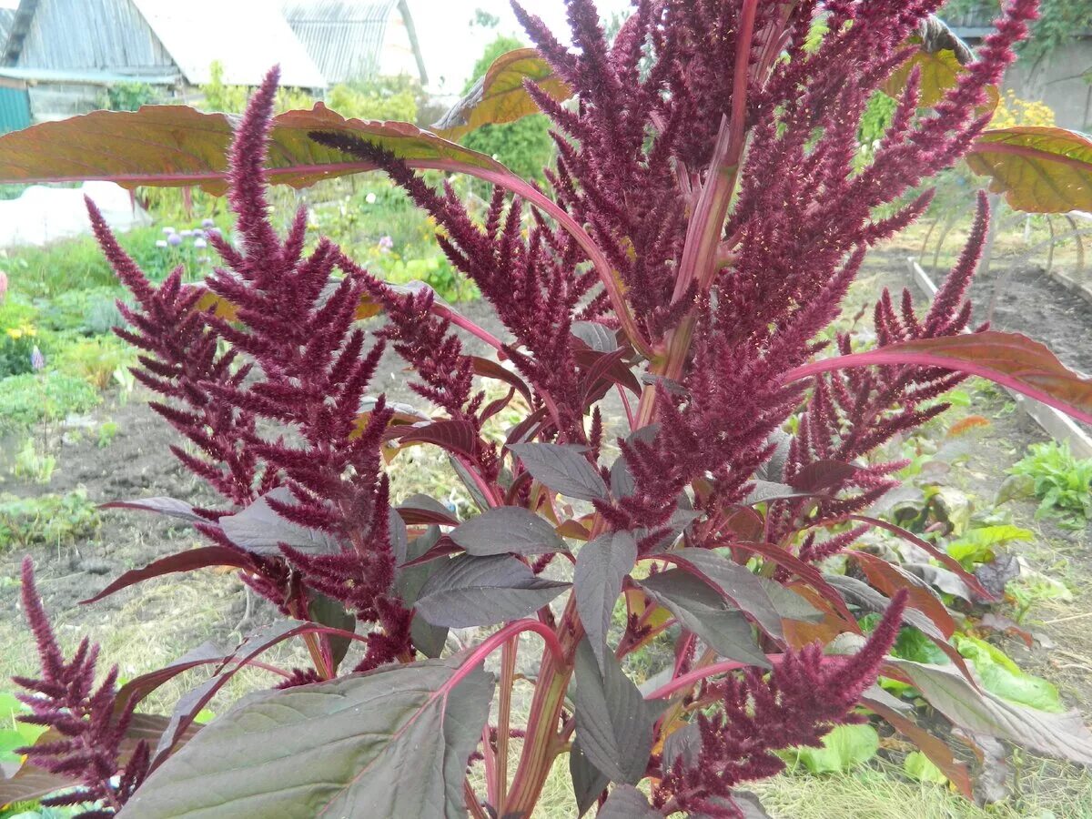 Амарант метельчатый оешберг. Амарант метельчатый вишневый бархат. Амарант метельчатый. Амарант метельчатый. Amaranthus cruentus амарант.